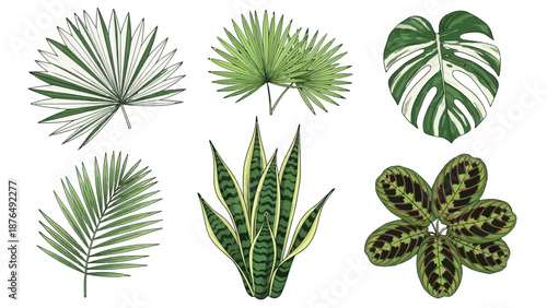 A botanical collection featuring diverse tropical leaves in a sketched style