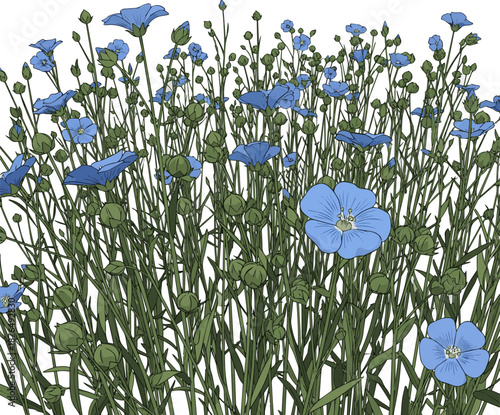 Isolated a Closeup of a field of flax blooming vector art with white background.