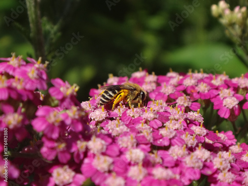Plasterer bee (Colletes sp.), female feeding on bright pink yarrow flowers