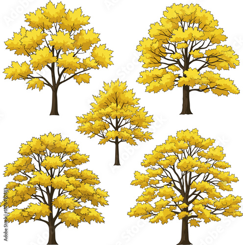Isolated a kinds of deferent Big maple tree in autumn with yellow leaves vector art with white background.
