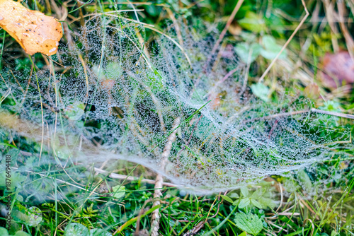 a close-up of a spider web covered in morning dew among blades of grass in a natural meadow