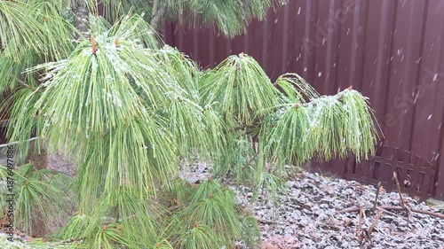 Winter returned in the middle of spring. It is snowing heavily with large snowflakes. Snow covers mulch on flower beds, ornamental trees and bushes. Abnormal precipitation