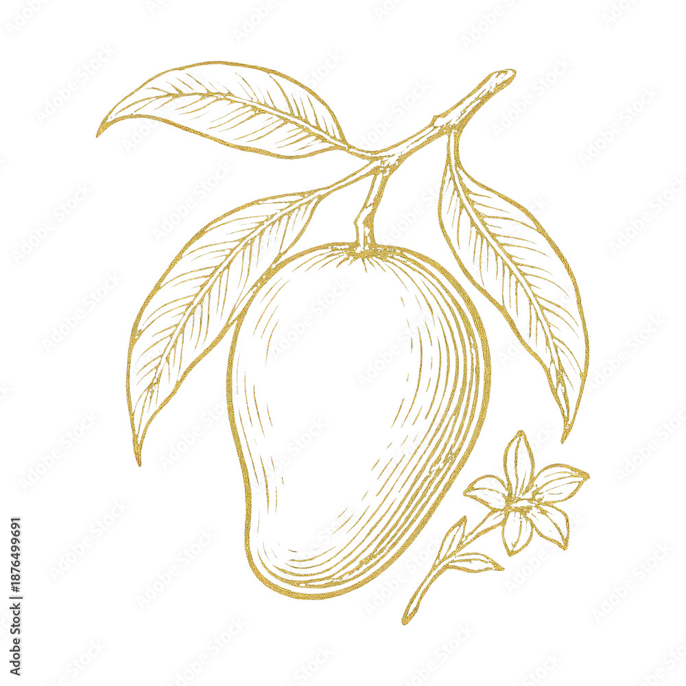 Fototapeta premium PNG Elegant mango sketch on black