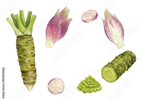 Watercolor-style illustrations of various condiments／薬味・わさび・茗荷