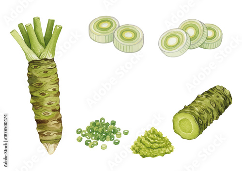 Watercolor-style illustrations of various condiments／薬味・わさび・ネギ