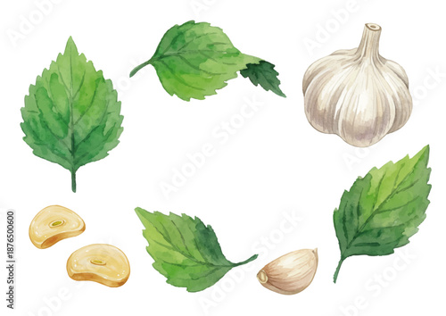 Watercolor-style illustrations of various condiments／薬味・大葉・にんにく