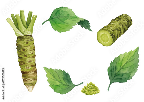 Watercolor-style illustrations of various condiments／薬味・大葉・わさび