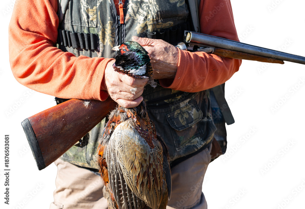 Fototapeta premium A hunter holds a pheasant in his hands. A successful hunt, a trophy game.