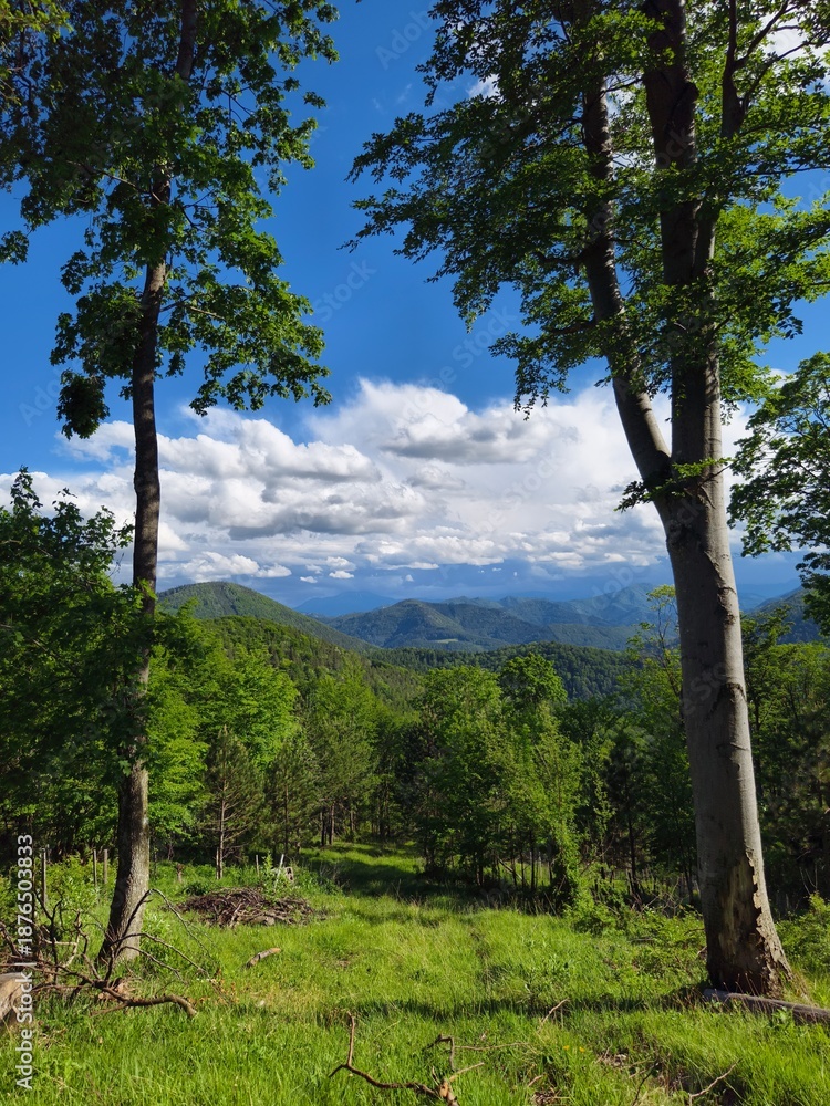 Fototapeta premium Tall green trees framing panoramic mountain valley view under partly cloudy blue sky