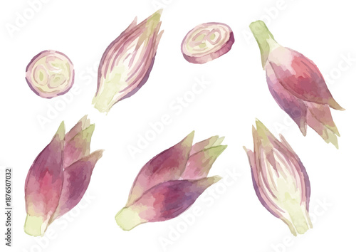 Watercolor-style illustration of condiments and myoga ginger／薬味・茗荷