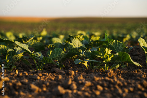 Young rapeseed seedlings growing in cultivated farmland soil under soft sunlight with blurred rural horizon