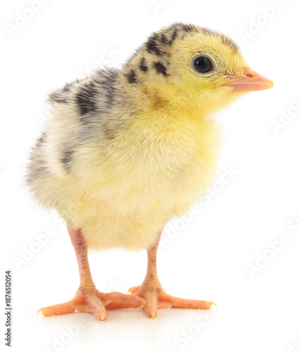 Small turkey poult standing isolated on white background