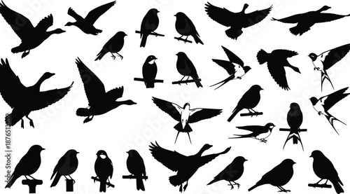 Bird silhouettes collection with flying and perched poses, various avian species shapes, black vector illustration isolated on white background for wildlife nature design