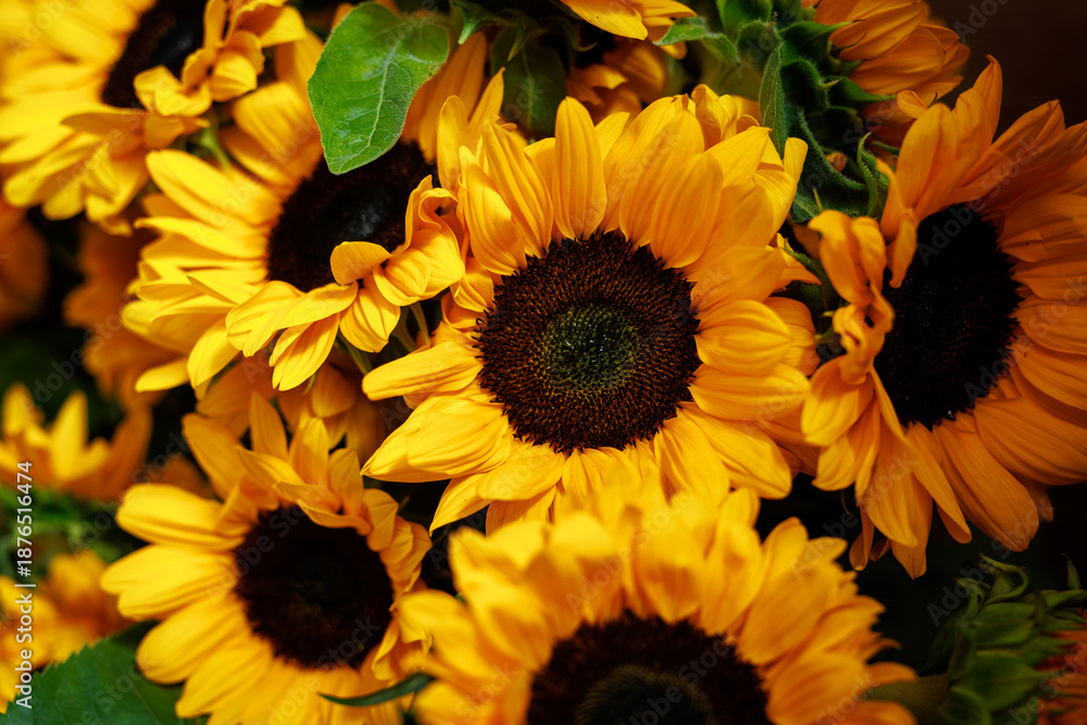 Fototapeta premium Cluster of vivid blooming sunflowers