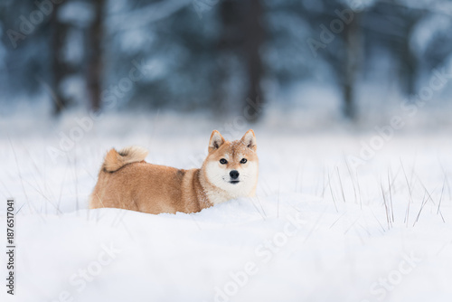 A female Shiba-Inu frolicking in the snow