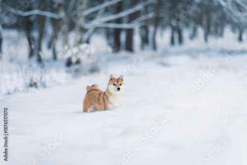 A female Shiba-Inu frolicking in the snow