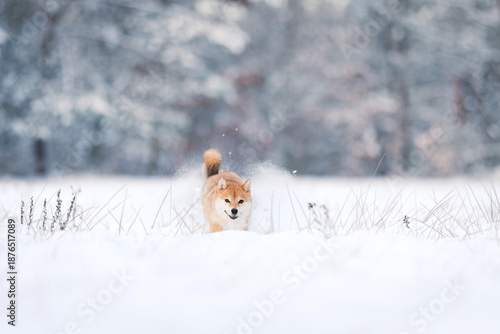 A female Shiba-Inu frolicking in the snow