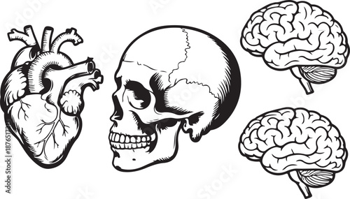 Vector engraved style illustrations for posters, decoration and logo. Hand drawn sketch of skull, heart and brain in monochrome isolated on white background. Detailed vintage woodcut style drawing