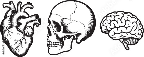 Vector engraved style illustrations for posters, decoration and logo. Hand drawn sketch of skull, heart and brain in monochrome isolated on white background. Detailed vintage woodcut style drawing