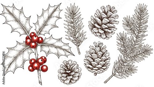 Vintage botanical illustration of festive winter foliage and red berries