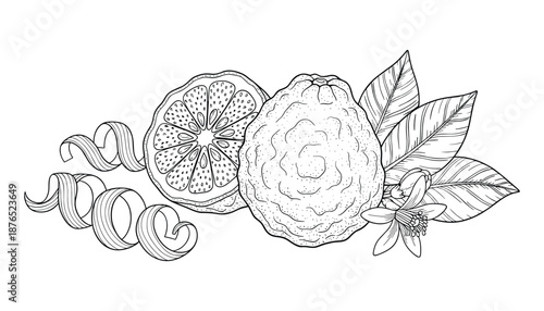 Bergamot vector drawing set with fruit, leaves and flower on transparent background isolated