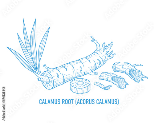 Calamus root medicinal plant rhizome isolated on transparent background vector design