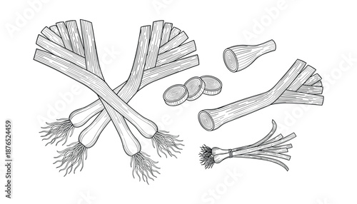 Fresh spring onion vector illustration for organic vegetable or cooking ingredient set