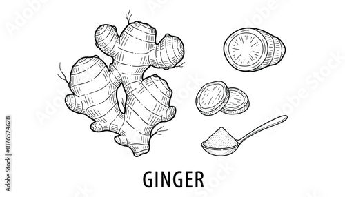 Ginger spice herbal condiment flavoring ingredient for food beverages and medicine botanical vector art
