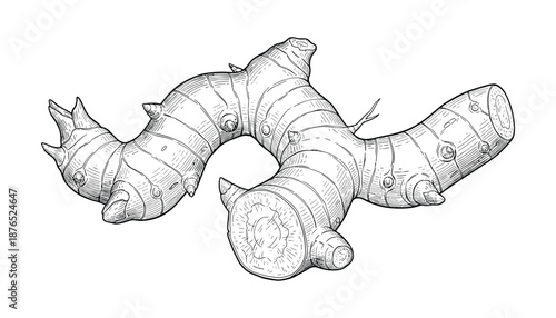 Ginger root illustration sketch drawing vector raw food ingredient spicy seasoning aromatic