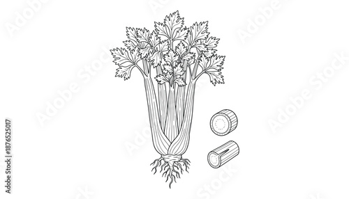 Hand drawn celery vector illustration for cooking ingredients or fresh vegetable collection