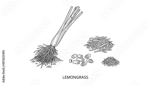 Hand drawn lemongrass vector illustration with plant roots stems and sliced for culinary
