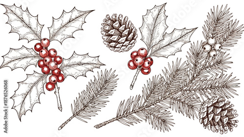 Festive botanical illustration featuring holly pine cones and evergreen branches