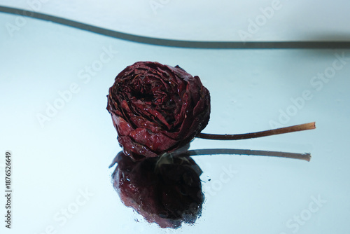 red rose isolated on white mirror background