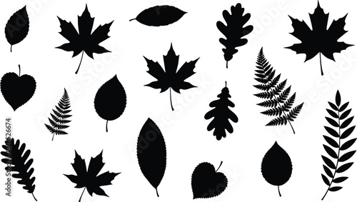 Set of various black leaf silhouettes including maple oak fern and birch leaves isolated on white background for autumn designs.