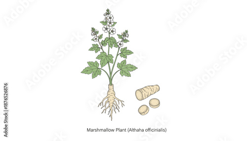 Marshmallow plant althaha officinalis vector illustration with leaf root and slice