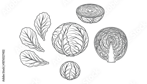 Outline illustration of cabbage isolated on transparent background in vector format