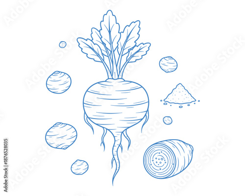 Outlined turnip illustration with vegetable and root for alternative medicine and therapy design