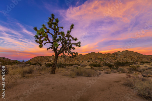 Schilderij op canvas Joshua Tree National Park and the Mojave Desert