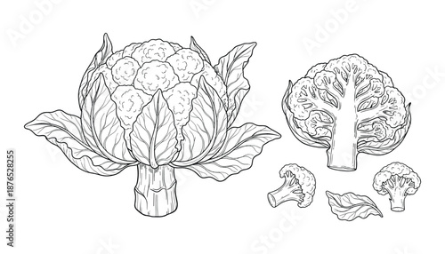 Outline illustration of cauliflower isolated on transparent background in vector format
