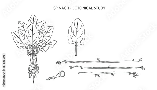 Spinach botanical study showing plant parts and growth habit in detailed outline drawing style