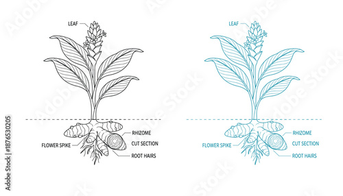 Turmeric plant sketch vector illustration with leaf rhizome root hairs and flower spike