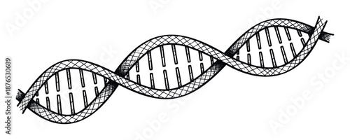 Hand drawn sketch of a DNA molecule helix structure representing genetics and biology for scientific education, health research, and medical innovation concepts