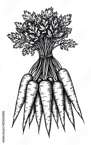 Freshly harvested bunch of carrots with leafy greens tied together, ideal for healthy food recipes, organic farm market produce packaging, and cooking ingredient illustrations