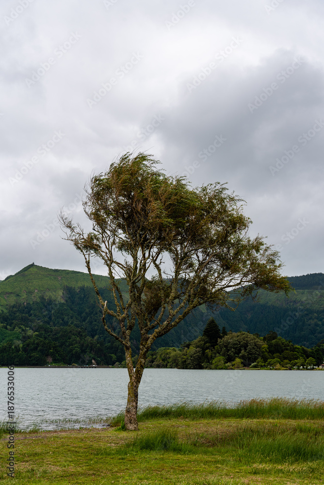Obraz premium Sao Miguel Island Lakeside Trees