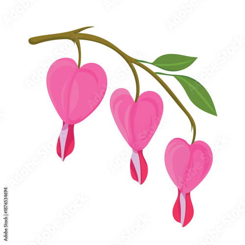 Bleeding Heart  flower. Flat vector clipart, illustration with isolated background.
