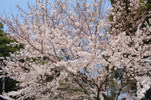 Wallpaper Mural 桜が咲いた Torontodigital.ca