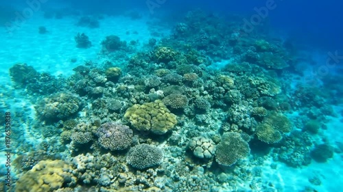 Wallpaper Mural Underwater Coral Reef Ecosystem Exploration. Torontodigital.ca