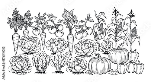 A bountiful harvest of fresh organic garden vegetables including carrots, tomatoes, cabbage, corn, pumpkins, and peppers, perfect for healthy eating and agriculture themed projects.