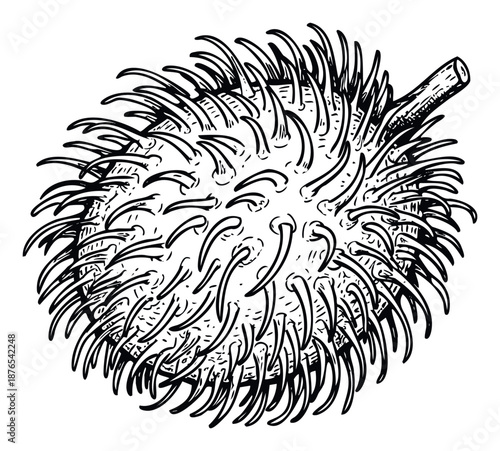 Black and white line drawing of a spiky tropical durian fruit, perfect for culinary publications, exotic food menus, and natural product packaging graphics