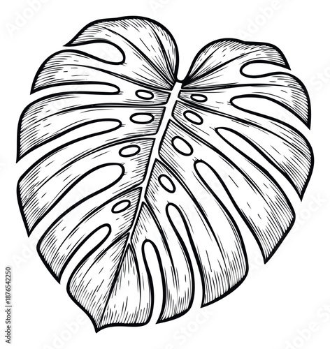 Decorative exotic tropical Monstera leaf hand drawn in a detailed engraving style perfect for summer vacation themed prints apparel stationery and lifestyle products